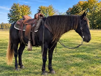 Kanca, Rocky Mountain Horse — 3. fotó
