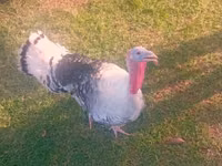 Turkeys — ছবি 1