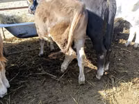 Bull, Alatau breed — photo 4