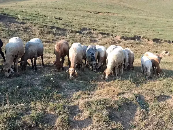 Sheep, Sheep — Armenia