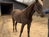 Mare, Rocky Mountain Horse — photo 4