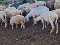 میش, گوسفند — عکس 3