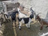 بز ماده, بز — عکس 3