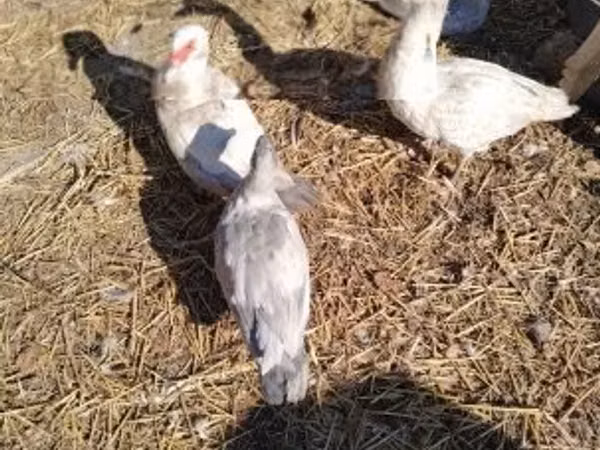 Ducks