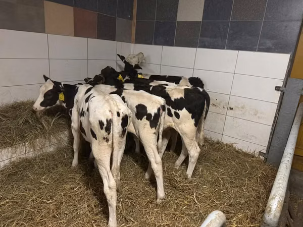 Tehén, Russian Black pied cattle