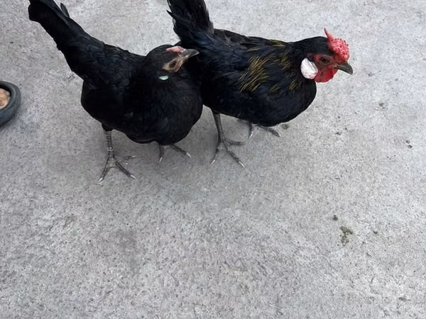 Chickens — Kyrgyzstan