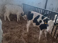 Boğa, Russian Black pied cattle — foto 5