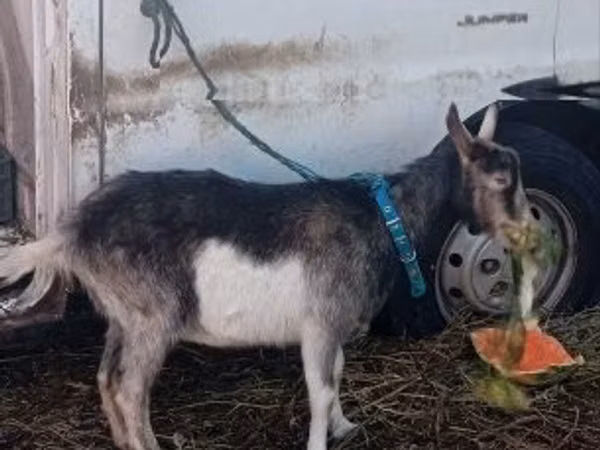 Goat, Goats