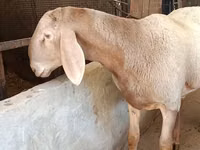 Ram, Arashan sheep — photo 3