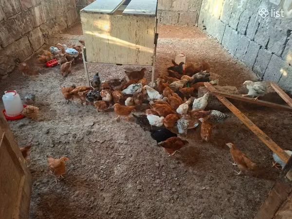Chickens — Вірменія