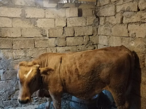 Bull, Simmental cattle