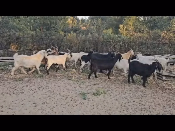 Буз, Бузҳо — Қазоқистон