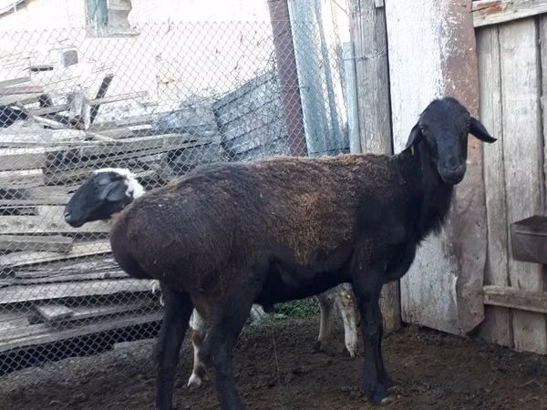 Kambing jantan, Sheep — Kazakhstan