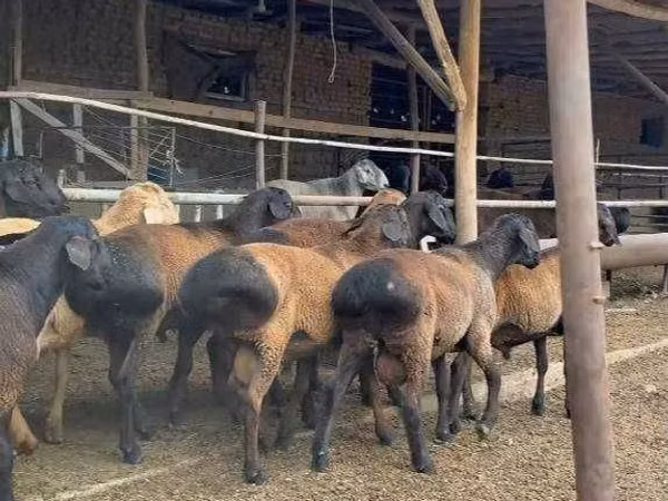 قوچ, گوسفند