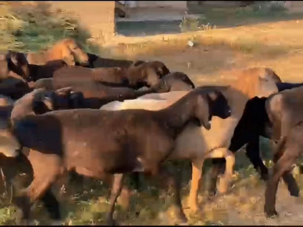 Модагӯсфанд, Hissar sheep