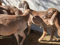 ভেড়ার পাঁঠা, Arashan sheep — ছবি 4