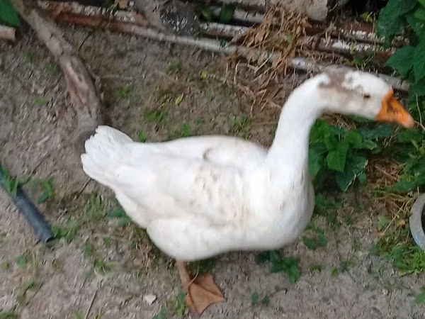 Geese — ازبکستان