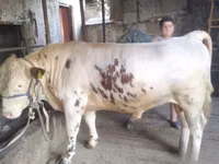 Bull, Cattle — photo 2