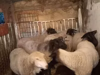 Sheep, White Suffolk sheep — photo 3