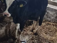 Гов, Russian Black pied cattle — акс 3