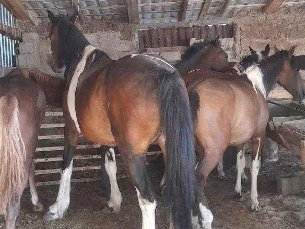 Mare, Horses — Kazakhstan
