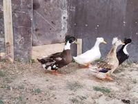 Ducks — عکس 3