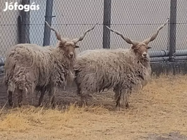 Ram, German Grey Heath sheep — Hungary