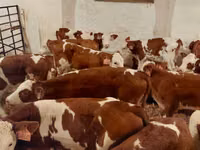 ወንድ በሬ, Simmental cattle — ፎቶ 3