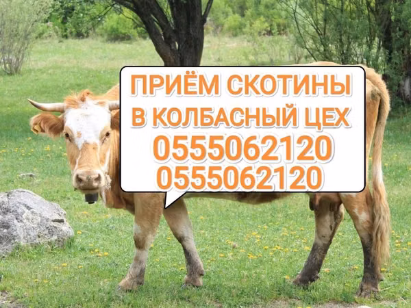 Bull, Cattle — Kyrgyzstan