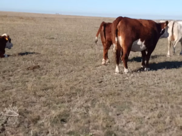 Cow, Kazakh White-headed cow