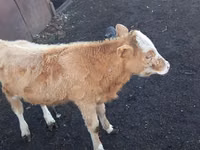 Touro, Vaca branca de cabeça kazakh — foto 5