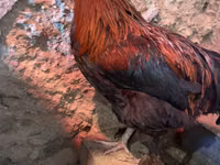ماران — الصورة 1