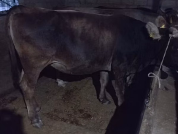 Cow, Cattle — Kyrgyzstan