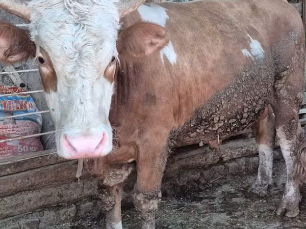 Bull, Simmental cattle — Uzbekistan