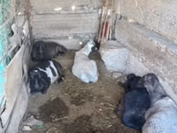 የጎትት አውራ በግ, Sheep — ፎቶ 1