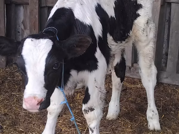Bull, Russian Black pied cattle — Moldova