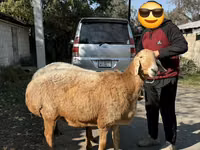 میش, Arashan sheep — عکس 4