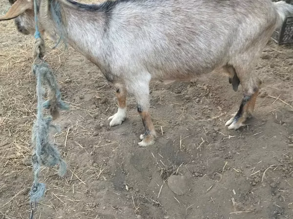 Goat, Goats