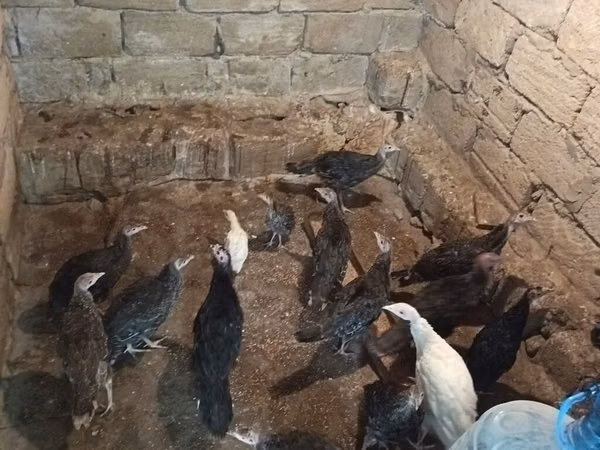 Turkeys — Azerbejdżan