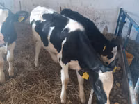 Cow, Russian Black pied cattle — photo 3