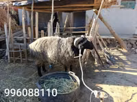 مینڈھا, بھیڑیں — تصویر 2