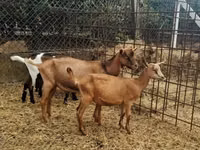 Goat, Nubian Goat — photo 1