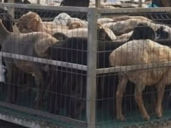 Kambing jantan, Sheep — Kazakhstan