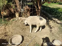 Ram, Blackheaded Persian sheep — photo 5