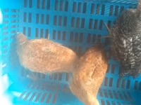 Chickens — تصویر 5