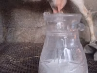 Продаю козы, дойные 
село Кок жар — 사진 1