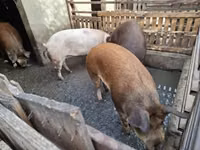 Sow — photo 2