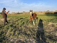 Кобила, Kyrgyz Horse — фото 5