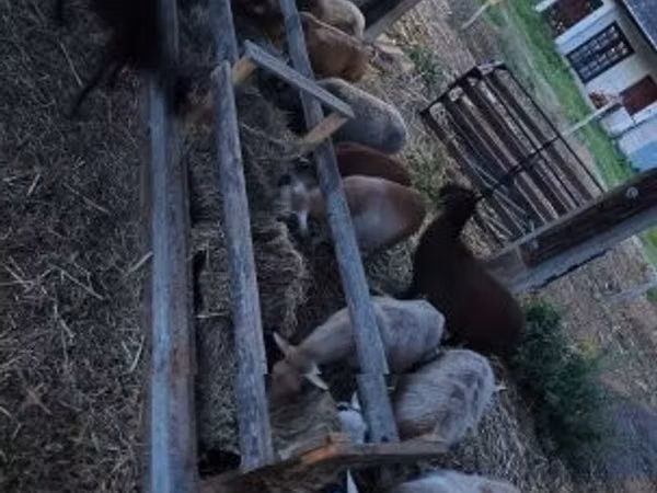 Widder, Cameroon sheep