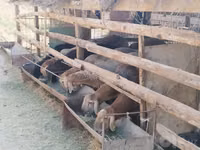 公羊, Arashan sheep — 照片 8